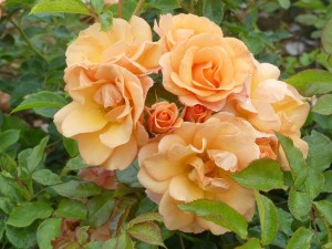 CHARMING (floribunda)